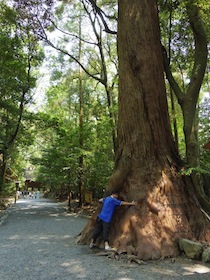 伊勢神宮の大木