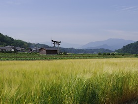 キリンビール専用の麦畑