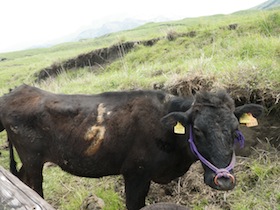 阿蘇山付近で放牧されている牛