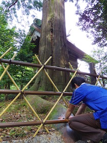 須佐神社の境内の木