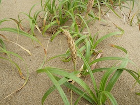 鳥取砂丘の植物