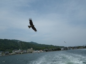 天橋立のトンビ