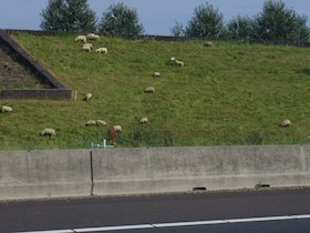 道路脇にいる羊の群れ