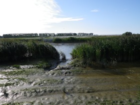 川岸の湿地帯