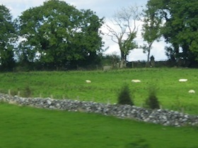 アイルランドの牧草地にいる羊