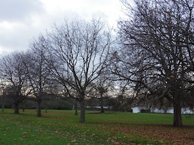 公園の枯れ木