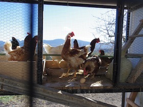 家庭で飼われている鶏