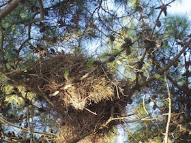 木の上にある鳥の巣