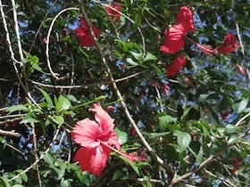 緑の葉っぱの中に咲くピンクの花