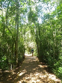 細長い木が両側に茂った緑の小道