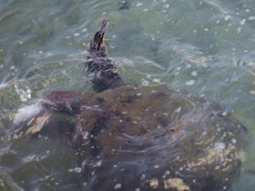 餌を食べる海亀