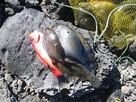 岩場に揚げられた三尾の魚