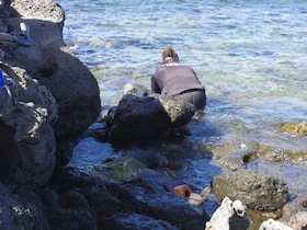 岩場で海中を覗く人