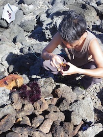 岩場でウニを割っている人