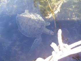 水中にいる海亀