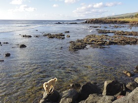 海辺の岩の上にいる白い犬