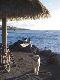 海辺の藁葺き屋根の下にいる白い犬