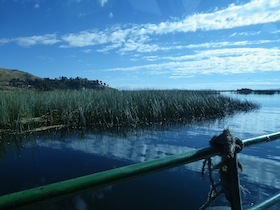 草が群生している水辺