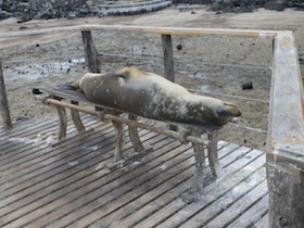 木のベンチの上に寝るアシカ