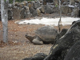 ガラパゴスゾウガメ