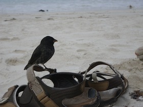 砂浜のサンダルの上にとまる小鳥