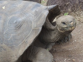 こちらを向くゾウガメ