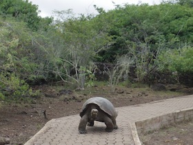 歩くゾウガメの後ろ姿