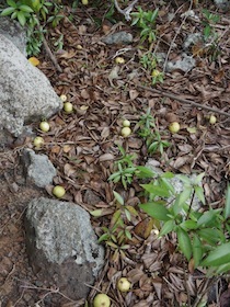 土の上に落ちている黄色い小さいリンゴ