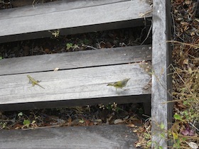 木の階段にいる小鳥とトカゲ