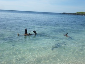 海の中で仰向けで泳ぐアシカ