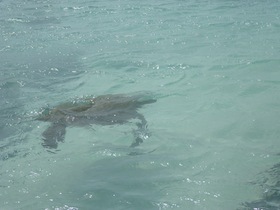 海中を泳ぐウミガメ