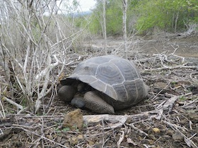 首をすぼめたゾウガメ