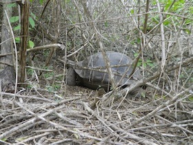 枯れ枝の影にいるゾウガメ