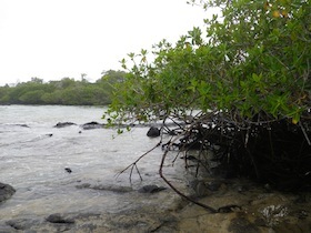 ペリカンの巣がある水辺の木陰