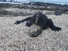 大きなウミイグアナ