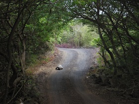 木の影になっている道を歩くゾウガメ