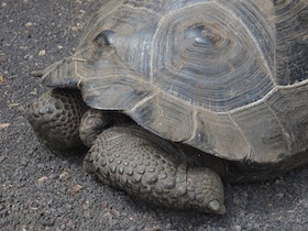 頭を隠したゾウガメ