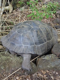 石の上を歩くゾウガメの後ろ姿