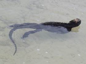 泳ぐウミイグアナ