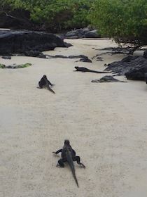 砂浜を歩くウミイグアナ数匹