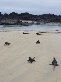 砂浜に集まるウミイグアナ