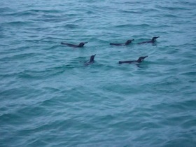 海を泳ぐペンギンの群れ