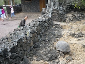 石垣の中にいるゾウガメとそれを見る女性