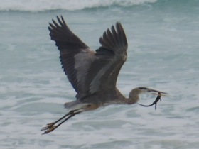 イグアナを咥えて飛ぶ鳥