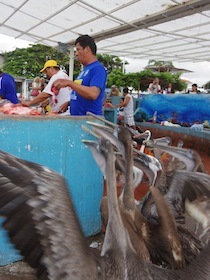 魚を捌く男性の横に集まるペリカン