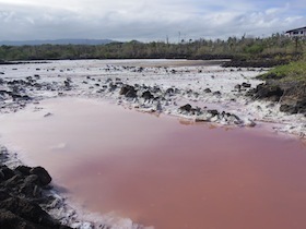 水が赤くなった塩湖