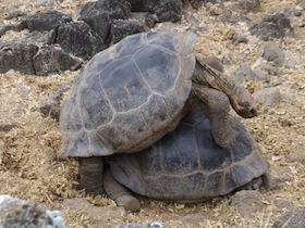 交尾をするゾウガメ