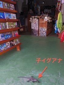 店先にいる小さいイグアナ