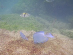 青と白黒の熱帯魚