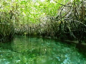 マングローブの林と澄んだ水